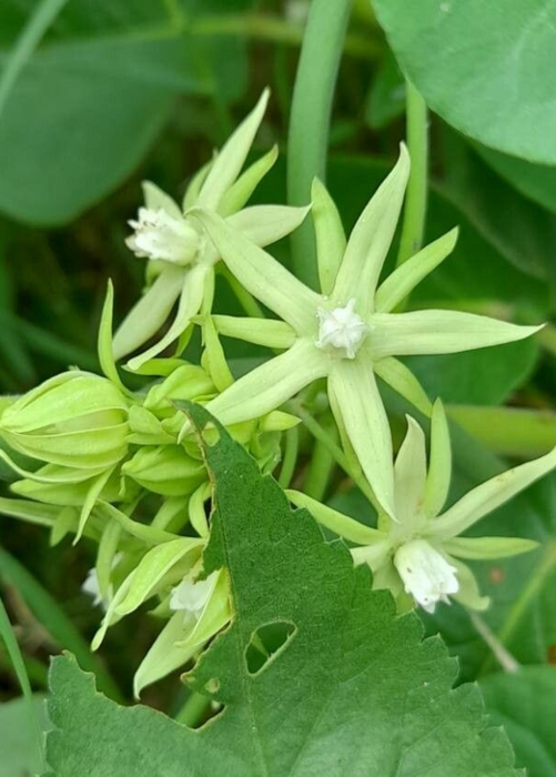 Sky Squash (Morrenia odorata)