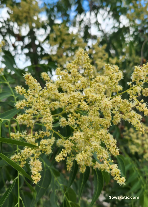 Soapberry (Sapindus saponaria var. drummondii)