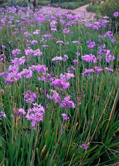 Society Garlic (Tulbaghia violacea)