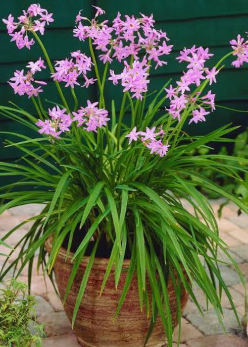 Society Garlic (Tulbaghia violacea)