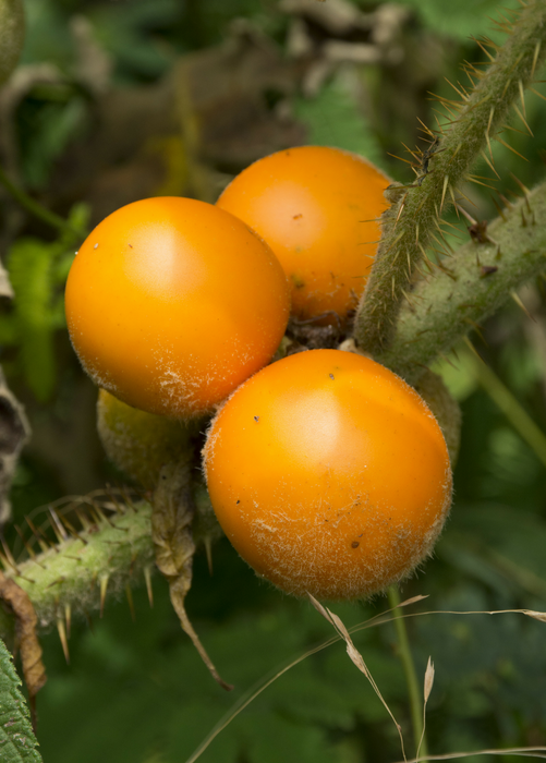 Lulo, Naranjilla (Solanum quitoense)