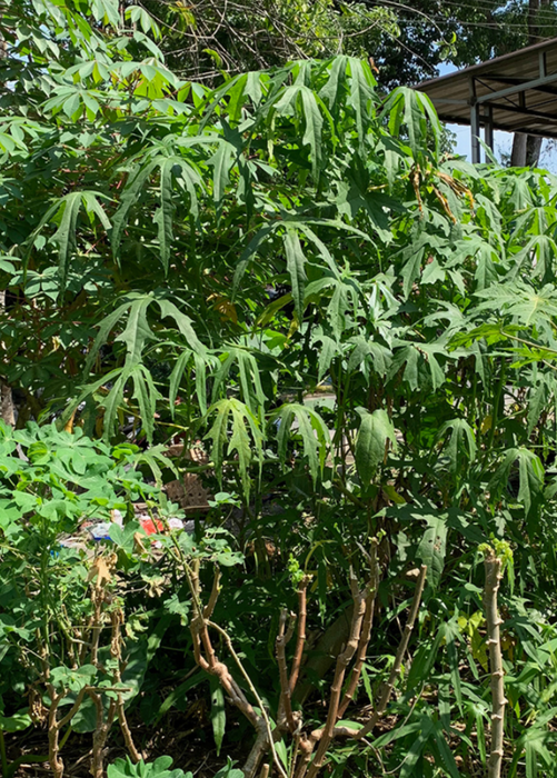 Sea Salad Hibiscus Tree (Abelmoschus manihot)