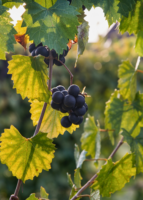 Grape 'Southern Home' (Vitis rotundifolia x Vitis vinifera)