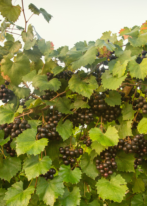 Grape 'Southern Home' (Vitis rotundifolia x Vitis vinifera)
