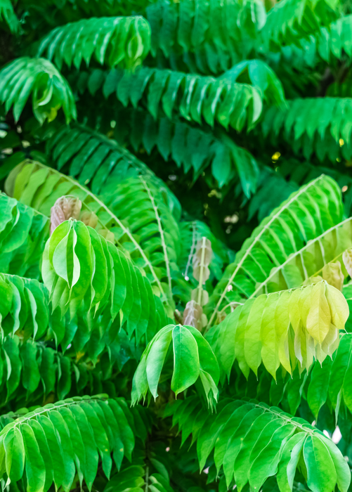 Bilimbi (Averrhoa bilimbi)