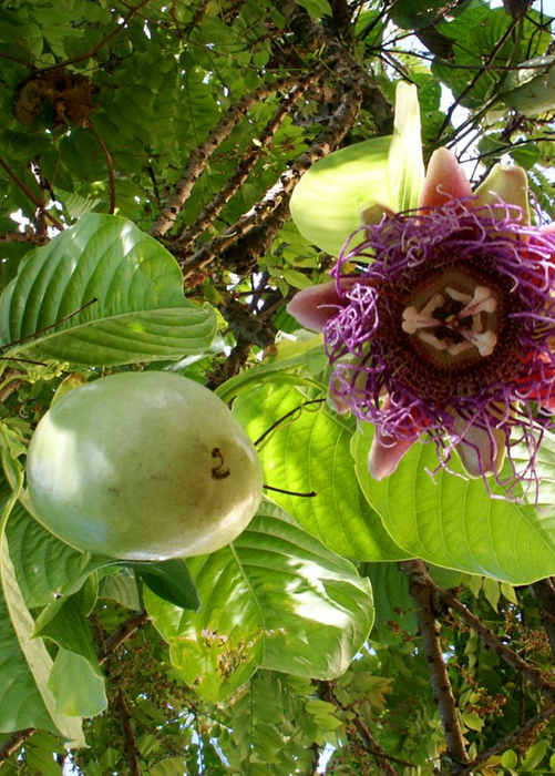 Giant Granadilla (Passiflora quadrangularis L.)