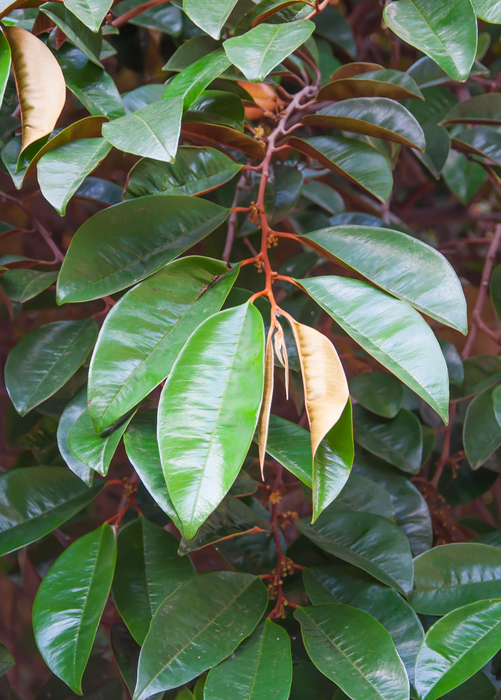 Purple Caimito, Star Apple (Chrysophyllum cainito)