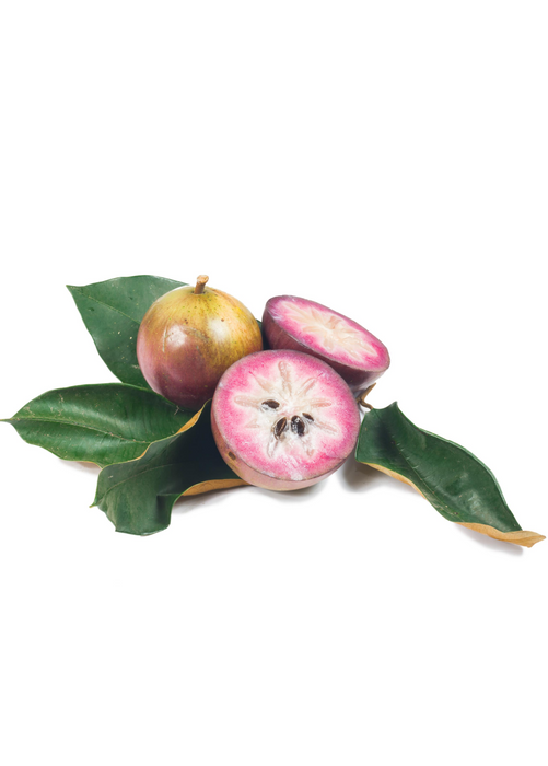 Purple Caimito, Star Apple (Chrysophyllum cainito)