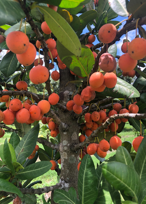 Imbe (Garcinia livingstonei)