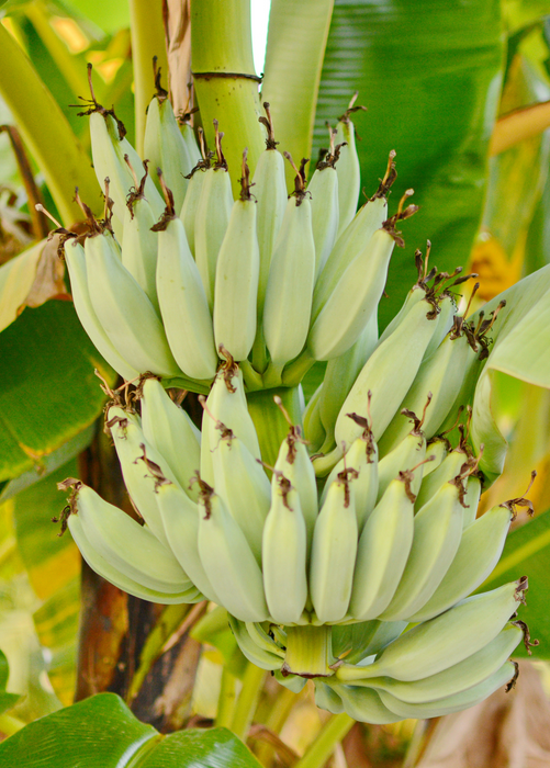 Banana 'Kokopo' (Musa acuminata)