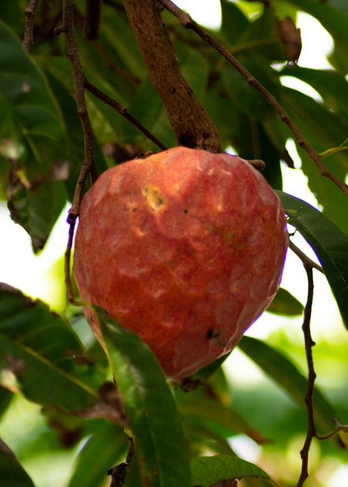 Custard Apple, Red (Annona reticulata)