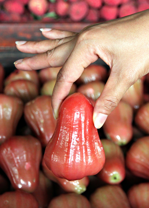 Malay Apple (Syzygium malaccense)