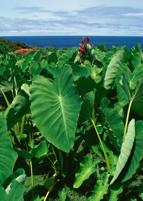 Taro 'Chinese Bun Long' (Colocasia esculenta)