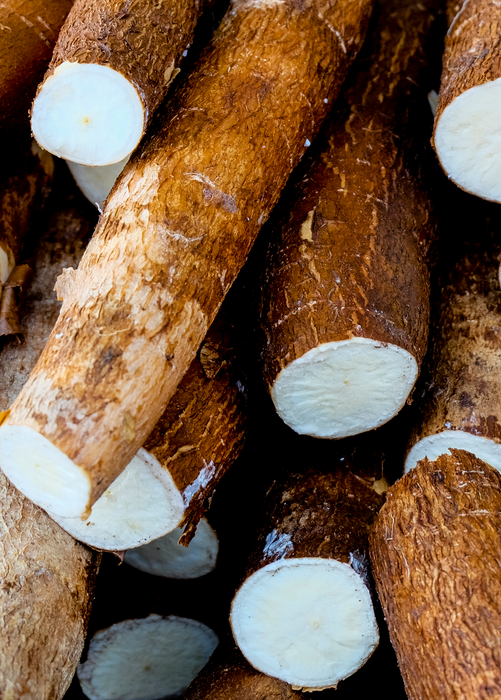 Yuca Root (Manihot esculenta)