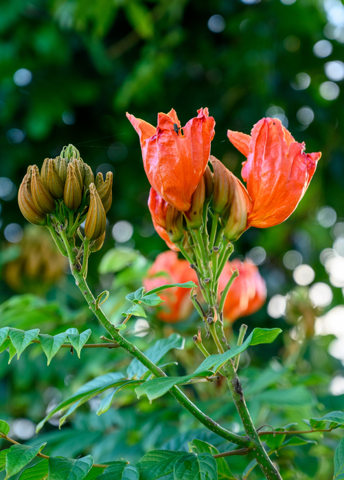 African Tulip Tree, Jamaican Donkey Pee Pee  (Spathodea campanulata)