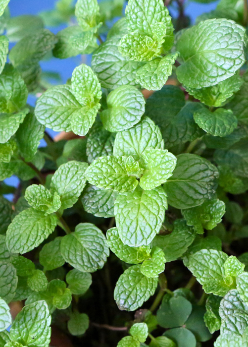 Spearmint (Mentha spicata)