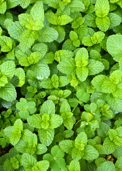 Spearmint (Mentha spicata)