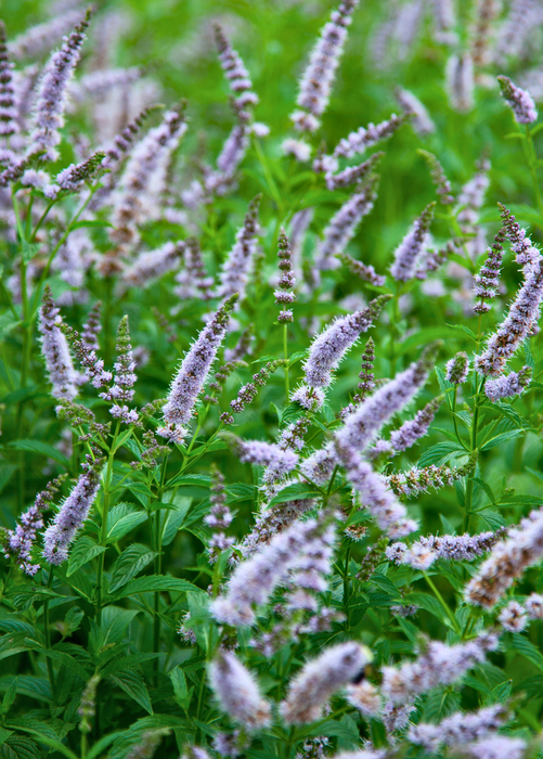 Spearmint (Mentha spicata)