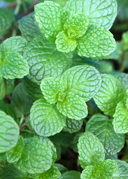 Spearmint (Mentha spicata)