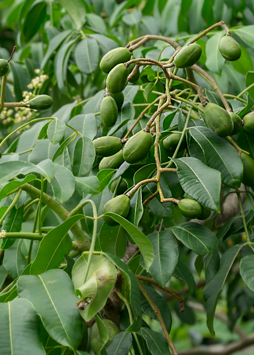 June Plum (Spondias dulcis)