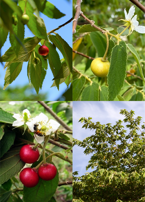 Strawberry Tree Bundle: Red & Yellow