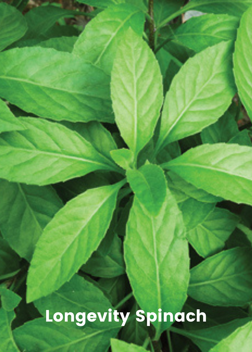 Summer Greens Bundle: Malabar Spinach, Molokhia, Longevity Spinach & Lagos Spinach