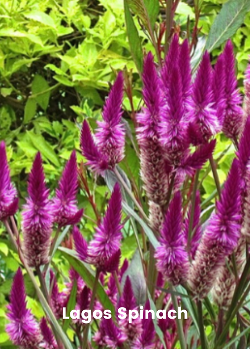 Summer Greens Bundle: Malabar Spinach, Molokhia, Longevity Spinach & Lagos Spinach