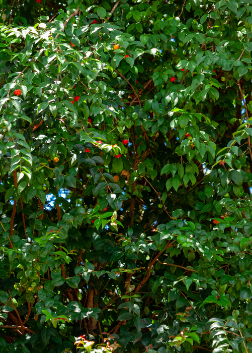 Surinam Cherry (Eugenia uniflora)