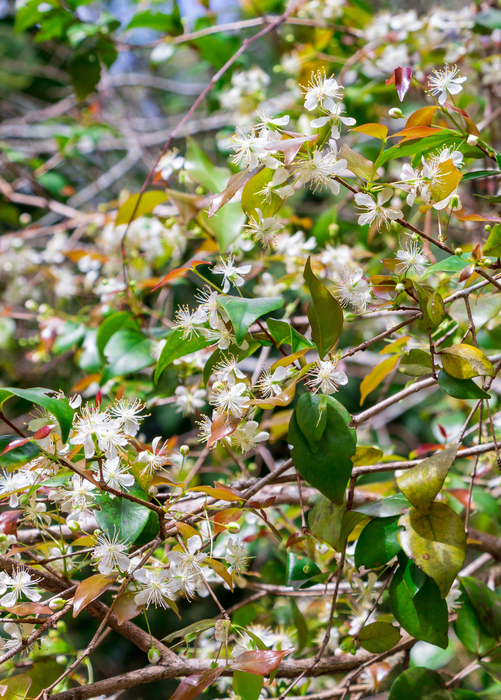 Surinam Cherry (Eugenia uniflora)