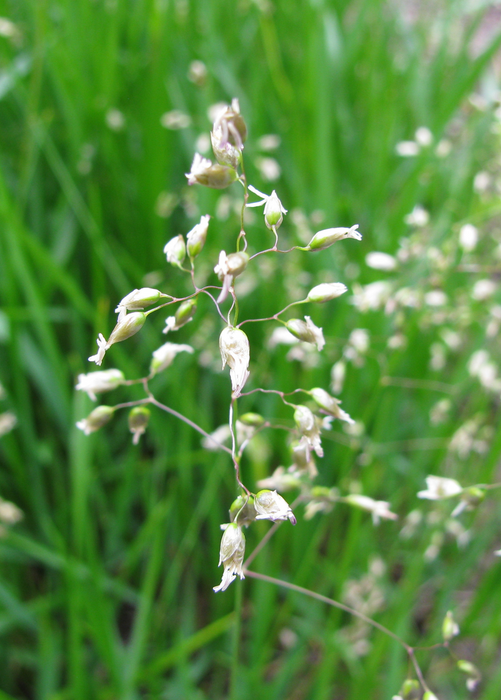 Sweetgrass (Hierochloe odorata)