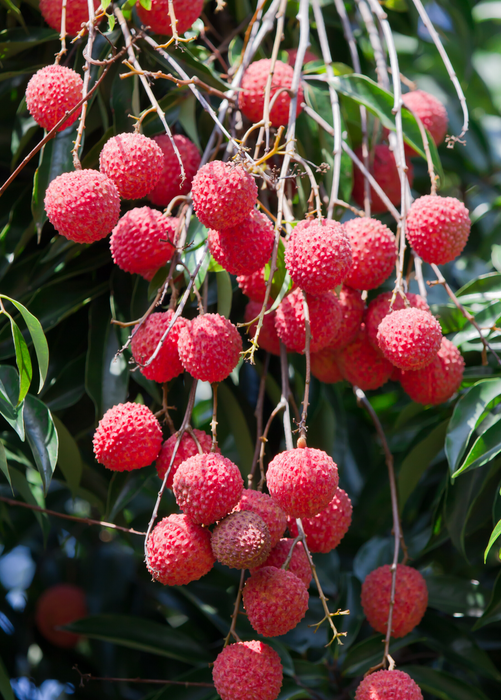 Lychee 'Sweetheart' (Litchi chinensis)