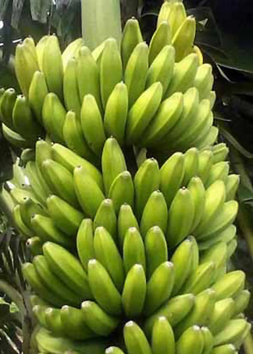 Banana 'Sweetheart' (Musa acuminata FHIA-3)