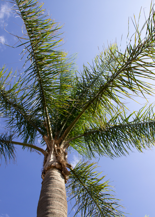 Queen Palm (Syagrus romanzoffiana)
