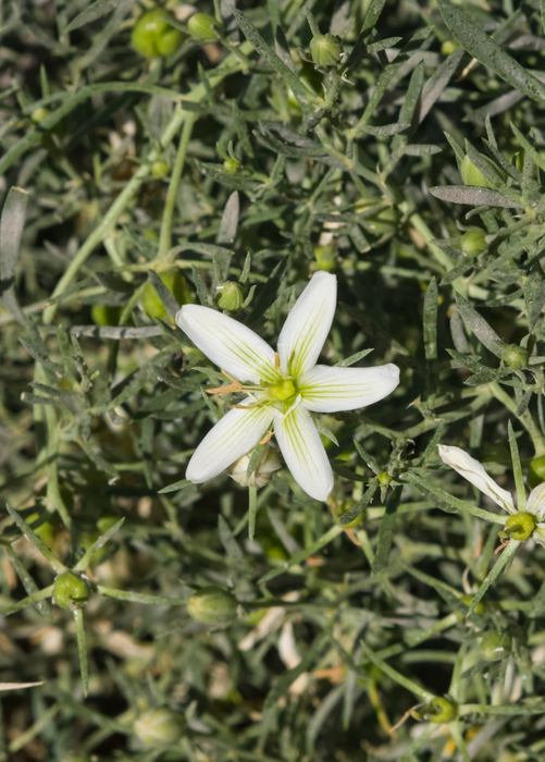 Syrian Rue (Peganum harmala)
