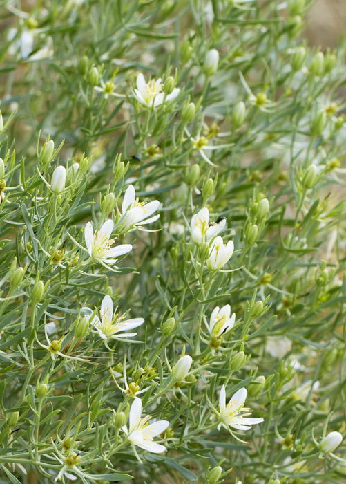Syrian Rue (Peganum harmala)