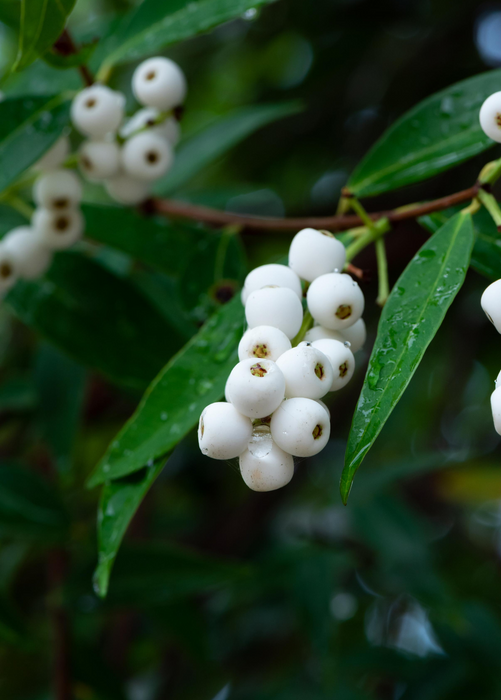 Samet, Phak Mek (Syzygium gratum)