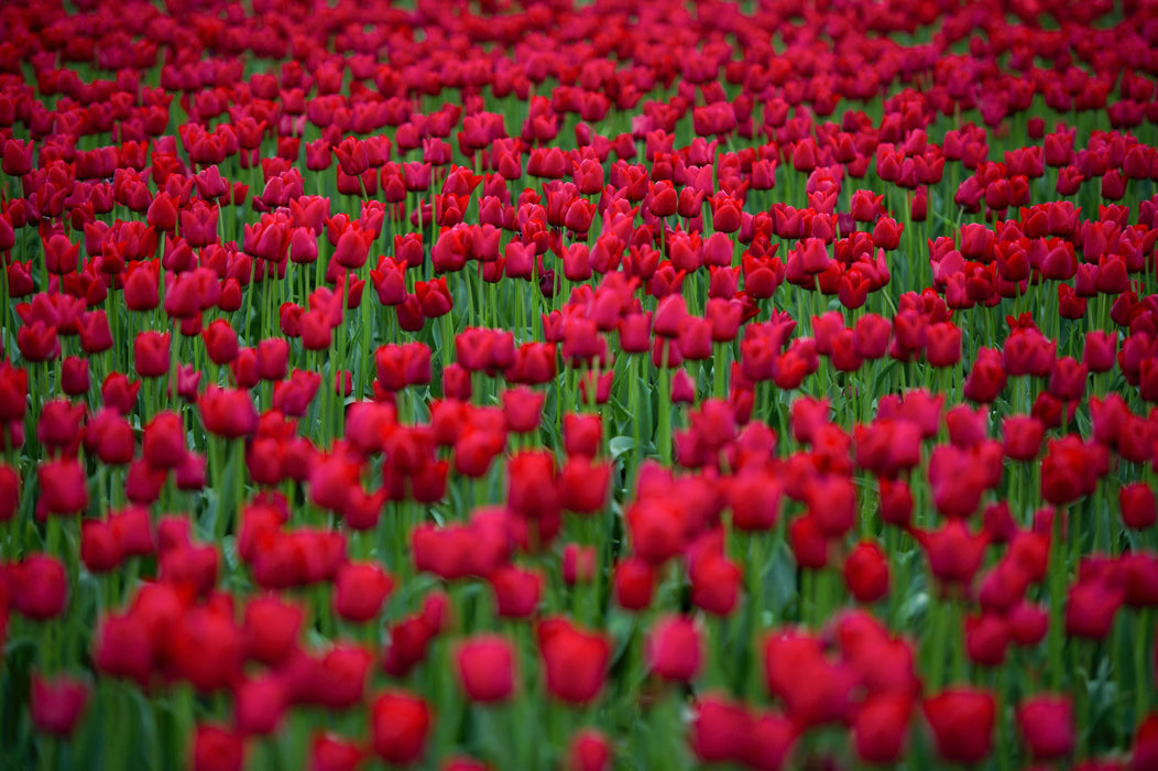 A Year in the Fields: The State of the Washington Farmer