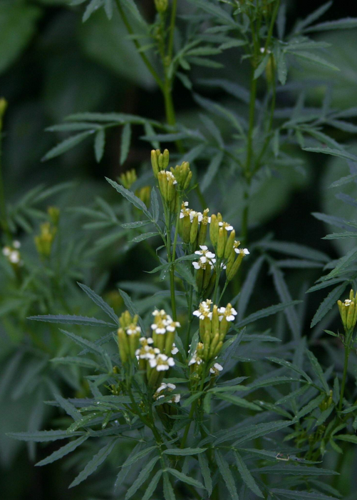 Huacatay (Tagetes minuta)