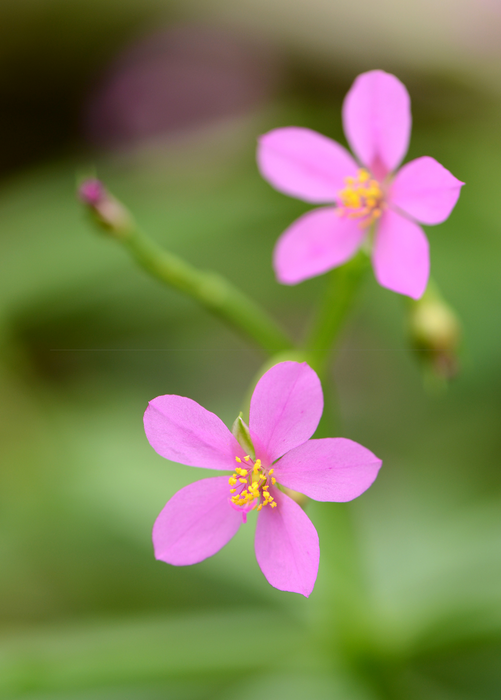Java Ginseng (Talinum paniculatum)