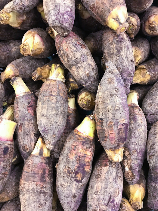 Taro, Red (Colocasia esculenta)