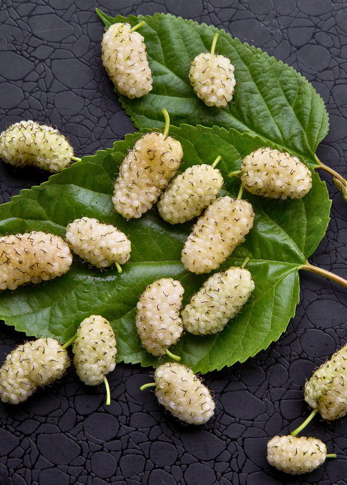Mulberry 'Tehama' White (Morus alba)