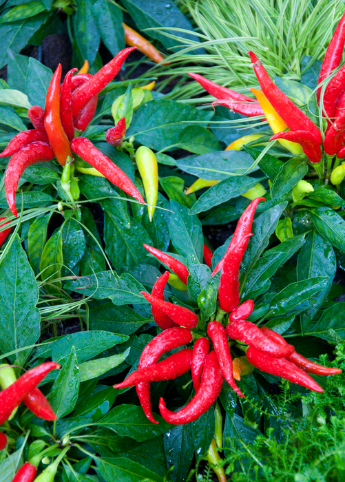 Thai Chili (Capsicum annuum)