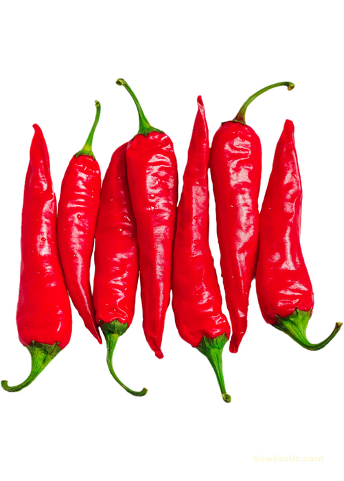 Thai Chili (Capsicum annuum)