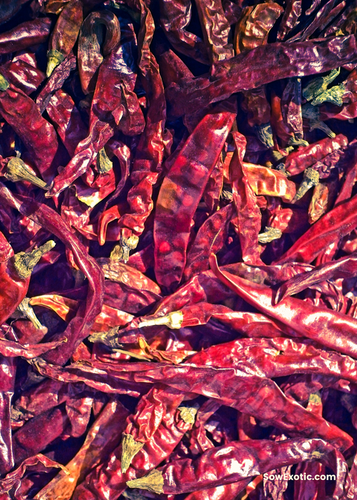 Thai Chili (Capsicum annuum)