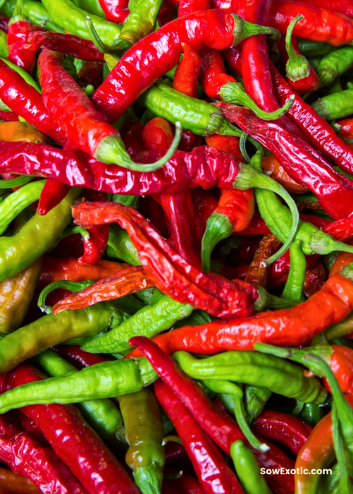 Thai Chili (Capsicum annuum)