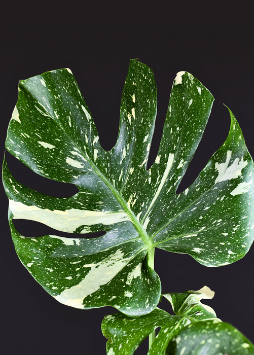 Monstera 'Thai Constellation' (Monstera deliciosa)