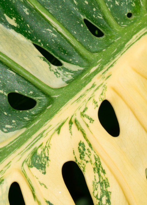 Monstera 'Thai Constellation' (Monstera deliciosa)