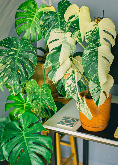 Monstera 'Thai Constellation' (Monstera deliciosa)