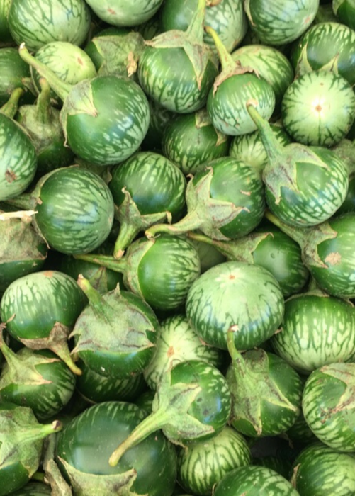 Thai Eggplant (Solanum melongena)