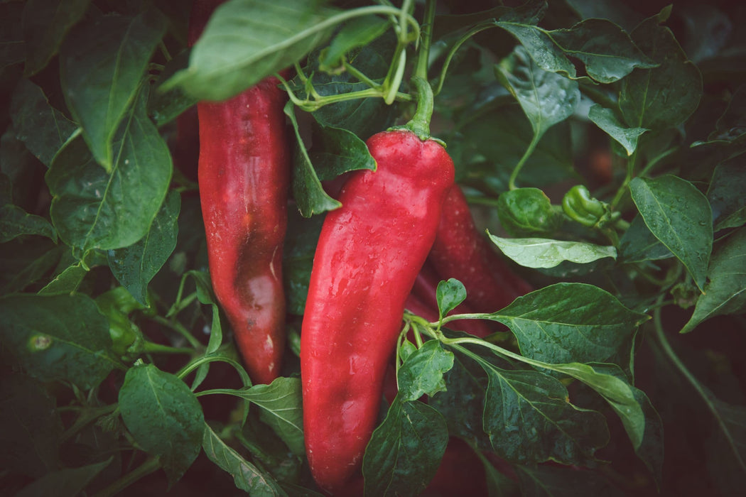 Fresh Hatch Red Chile